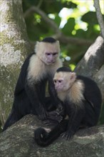 White-shouldered capuchin monkeys (Cebus capucinus), Manuel Antonio National Park, Costa Rica,