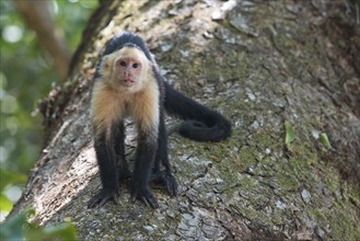 White-shouldered capuchin monkey (Cebus capucinus), Manuel Antonio National Park, Costa Rica,