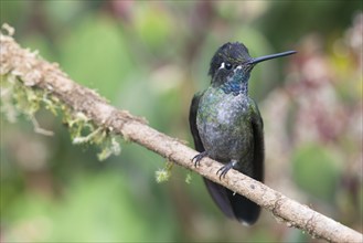 Violet-crowned Brilliant Hummingbird (Eugenes fulgens), Parque National Los Quetzales, Costa Rica,