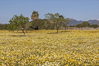 Flower meadow with Glebionis coronaria, Majorca, Balearic Islands, Spain, Europe