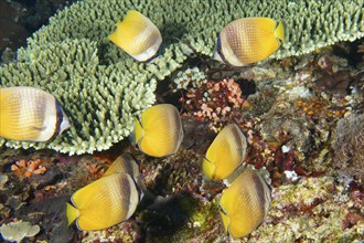 Shoal of yellow butterflyfish, Sunburst Butterflyfish (Chaetodon kleinii), above a coral reef, dive