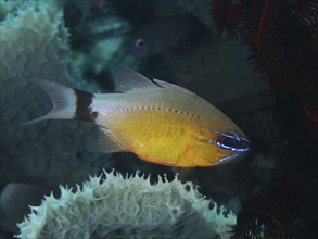 A yellow-blue fish, black-banded cardinalfish, sun cardinalfish (Ostorhinchus aureus) (Apogon