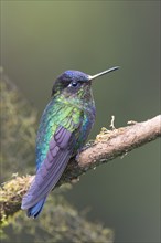 Violet-crowned Brilliant Hummingbird (Eugenes fulgens), Parque National Los Quetzales, Costa Rica,