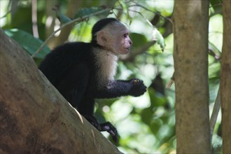 White-shouldered capuchin monkey (Cebus capucinus), Manuel Antonio National Park, Costa Rica,