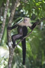 White-shouldered capuchin monkey (Cebus capucinus), Manuel Antonio National Park, Costa Rica,