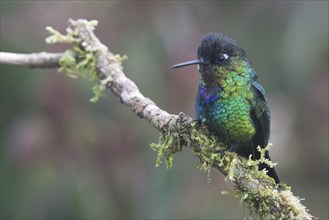 Fire-throated hummingbird (Panterpe insignis), Parque National Los Quetzales, Costa Rica, Central