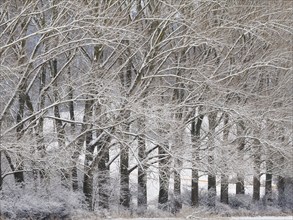 Poplar Trees (Populus sp.) in winter, covered in fresh snow, county Hessen, Germany, Europe