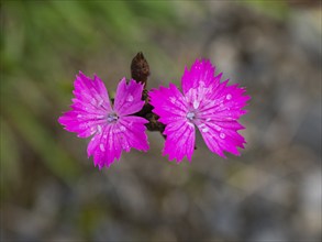 Carthusian Pink wild carnation (Dianthus carthusianorum) flowers, growing on a meadow, Hessen,