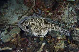 Black and white marbled fish, map pufferfish (Arothron mappa), on the seabed, dive site SD, Nusa