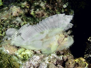 Whitish reef fish with a large dorsal fin, rocking fish (Taenianotus triacanthus), lying