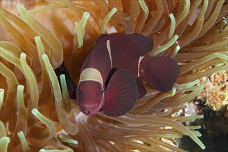 A red velvet anemonefish, spiny anemonefish (Amphiprion biaculeatus), swimming in a sea anemone in