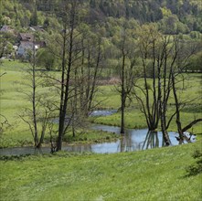 Dead black alder (Alnus glutinosa) along a meandering river course in the Wiesengrund, Franconia,