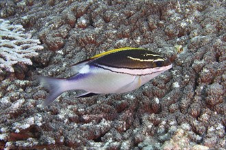 Black-yellow fish, sash snapper (Scolopsis bilineata), swimming over a structured reef bottom with