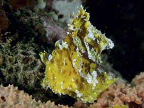 A yellow fish, rocking fish (Taenianotus triacanthus), resting in the middle of a lively coral