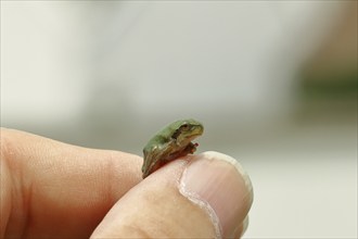 European tree frog (Hyla arborea) sitting on a finger of a human hand, Lake Neusiedl National Park,