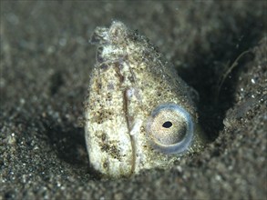 Close-up of a sand snake eel (Ophichthus altipennis), snake eel hidden in the sand and peeking out,