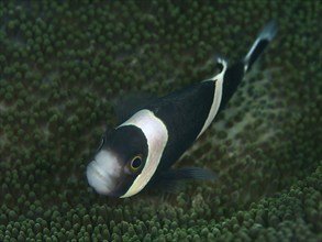 Black and white fisc, saddle spot anemonefish (Amphiprion polymnus), swimming over greenish coral