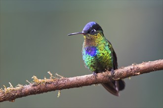 Fire-throated hummingbird (Panterpe insignis), Parque National Los Quetzales, Costa Rica, Central