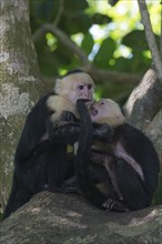 White-shouldered capuchin monkeys (Cebus capucinus), Manuel Antonio National Park, Costa Rica,