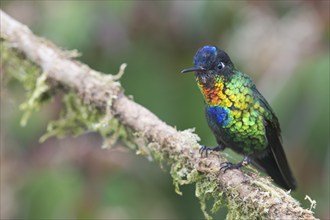 Fire-throated hummingbird (Panterpe insignis), Parque National Los Quetzales, Costa Rica, Central