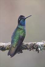 Violet-crowned Brilliant Hummingbird (Eugenes fulgens), Parque National Los Quetzales, Costa Rica,