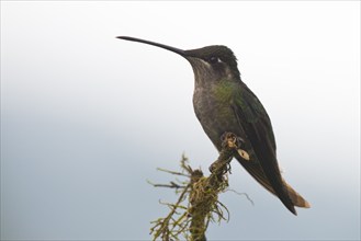 Violet-crowned Brilliant Hummingbird (Eugenes fulgens), Parque National Los Quetzales, Costa Rica,