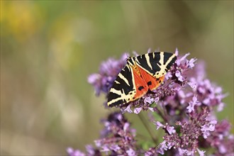 Jersey tiger or Spanish flag (Euplagia quadripunctaria), sucking nectar on Hemp agrimony