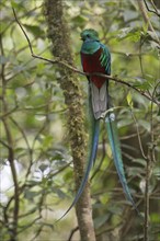 Quetzal (Pharomachrus mocinno), Reserva biologica Bosque Nubosa, Costa Rica, Central America