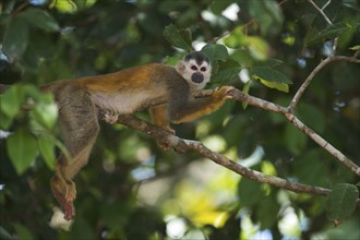 Central American squirrel monkey (Saimiri oerstedii), Manuel Antonio National Park, Costa Rica,