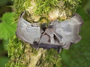 Judas ear (Auricularia auricula-judae) fungus, in autumn on a dead tree stem, Hessen, Germany,