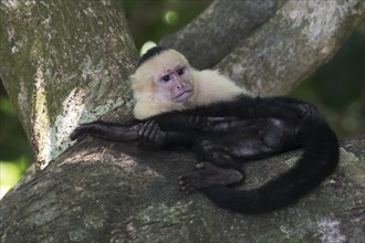 White-shouldered capuchin monkey (Cebus capucinus), Manuel Antonio National Park, Costa Rica,