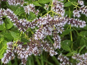 Wild Mint, (Mentha arvensis), flowers covered in dew drops, late summer, Hessen, Germany, Europe