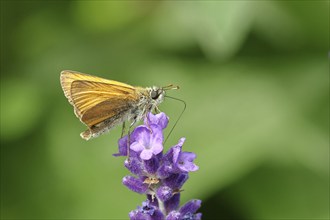 Large skipper (Ochlodes venatus), collecting nectar from a flower of Common lavender (Lavandula