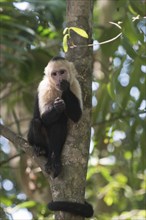 White-shouldered capuchin monkey (Cebus capucinus), Manuel Antonio National Park, Costa Rica,