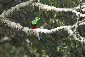 Quetzal (Pharomachrus mocinno), Parque National Los Quetzales, Costa Rica, Central America