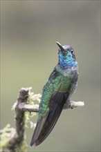 Violet-crowned Brilliant Hummingbird (Eugenes fulgens), Parque National Los Quetzales, Costa Rica,