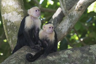 White-shouldered capuchin monkeys (Cebus capucinus), Manuel Antonio National Park, Costa Rica,