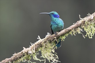 Small violet-eared hummingbird (Colibri thalassinus), Parque National Los Quetzales, Costa Rica,