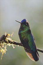 Violet-crowned Brilliant Hummingbird (Eugenes fulgens), Parque National Los Quetzales, Costa Rica,