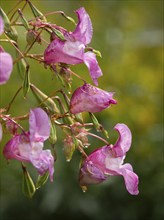 Himalayan Balsam (Impatiens glandulifera), flowers, Hessen, Germany, Europe