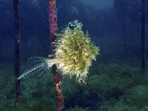 A jewellery filefish (Chaetodermis penicilligerus), filefish, swimming in an abandoned coral