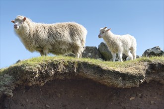 White sheep, ewe with lamb, Mykines, Útoyggjar, Faroe Islands, Denmark, Europe