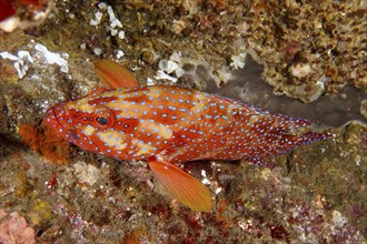 Colourful spotted fish, jewel grouper (Cephalopholis oligosticta), resting on a coral reef, dive