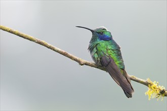 Small violet-eared hummingbird (Colibri thalassinus), Parque National Los Quetzales, Costa Rica,