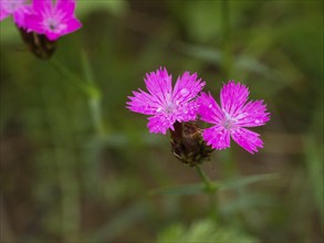 Carthusian Pink wild carnation (Dianthus carthusianorum) flowers, growing on a meadow, Hessen,