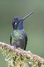 Violet-crowned Brilliant Hummingbird (Eugenes fulgens), Parque National Los Quetzales, Costa Rica,