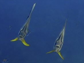 Two batfish with yellow fins, longfin batfish (Platax teira), swimming in the blue depths of the