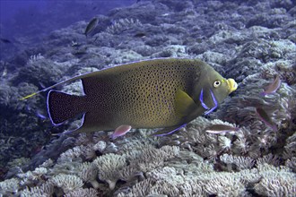 Big angelfish, Koran angelfish (Pomacanthus semicirculatus), swimming over a dense coral reef, dive