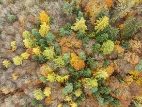 Aerial view, Top down view of a colourful autumn forest, Mixed forest, in autumn, Full size,