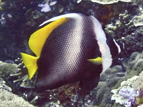 Yellow and white fish with striking pattern, Malayan bannerfish (Heniochus singularius), swimming